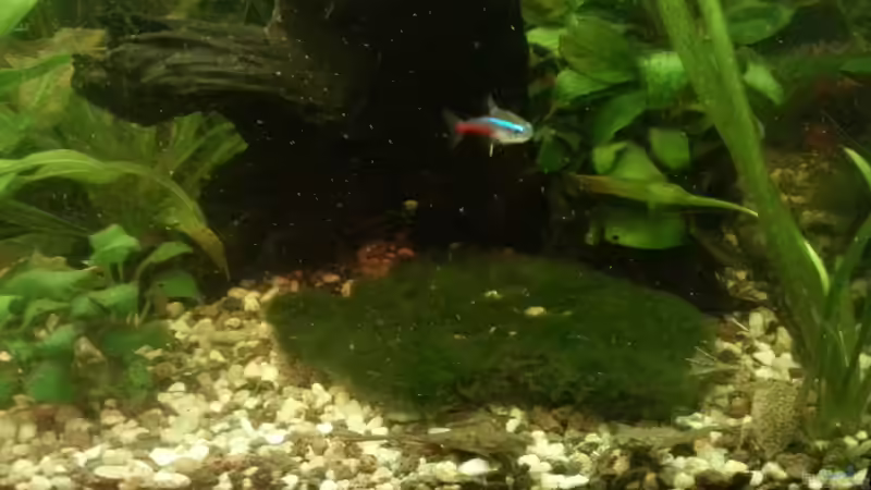 Aquarium Mein Anfang von Simon Schmitt (47)