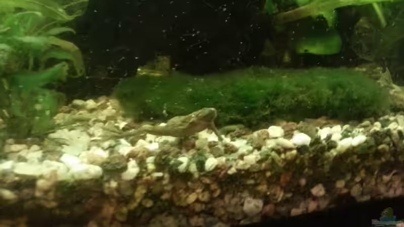 Aquarium Mein Anfang von Simon Schmitt (48)