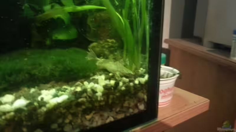 Aquarium Mein Anfang von Simon Schmitt (49)