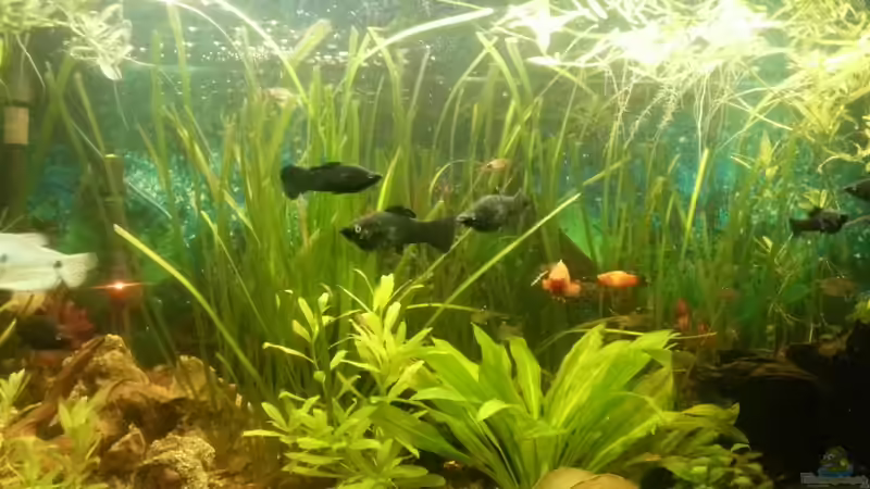 Aquarium Mein Anfang von Simon Schmitt (5)