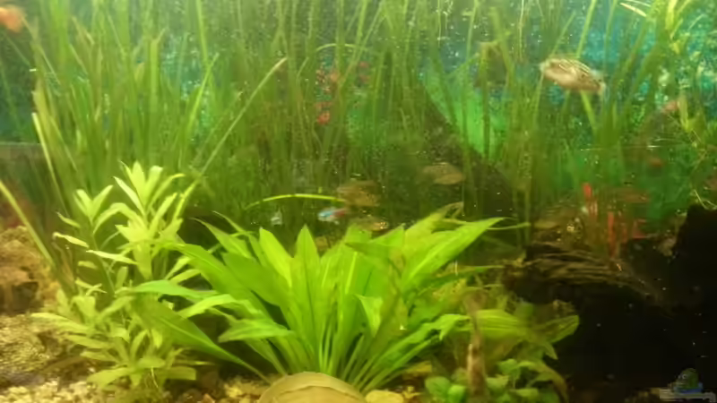 Aquarium Mein Anfang von Simon Schmitt (50)