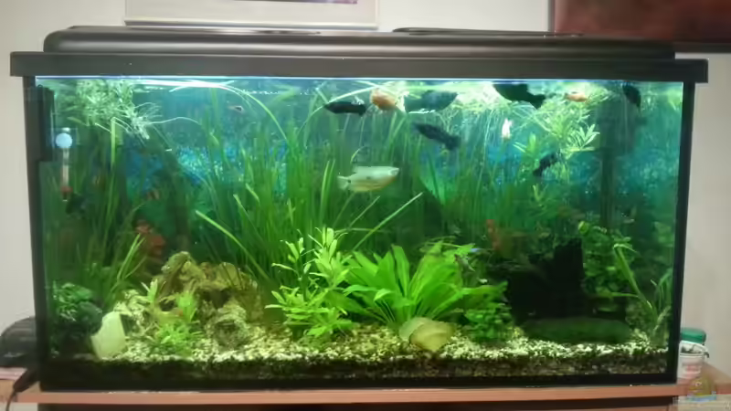 Aquarium Mein Anfang von Simon Schmitt (51)