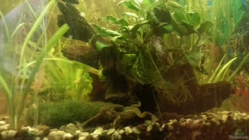 Aquarium Mein Anfang von Simon Schmitt (52)