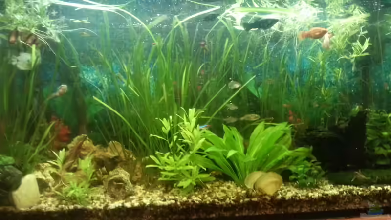 Aquarium Mein Anfang von Simon Schmitt (53)