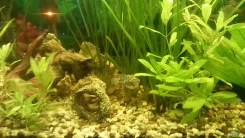 Aquarium Mein Anfang von Simon Schmitt (6)