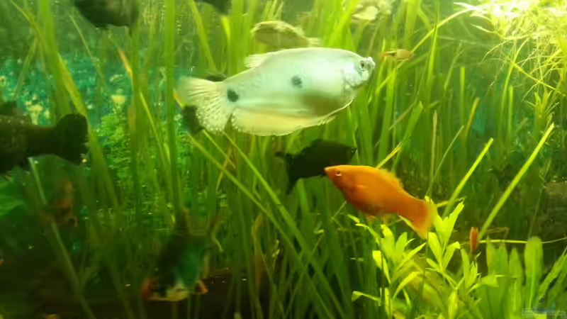 Aquarium Mein Anfang von Simon Schmitt (7)