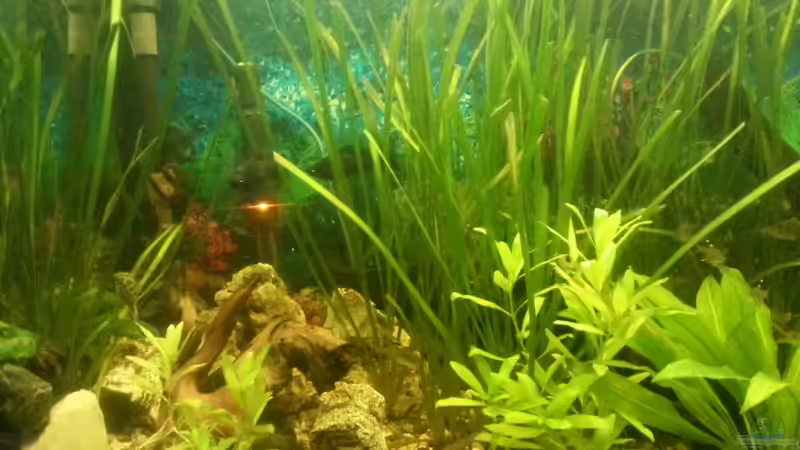 Aquarium Mein Anfang von Simon Schmitt (9)