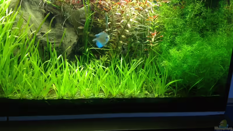 Aquarium Mein Aquarium von Marc M (2)