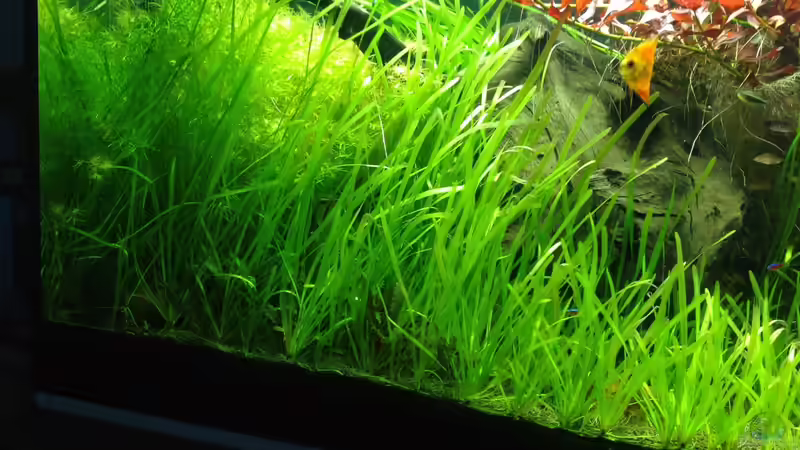 Aquarium Mein Aquarium von Marc M (3)