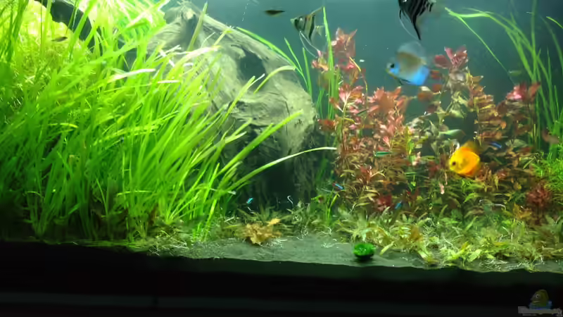 Aquarium Mein Aquarium von Marc M (4)