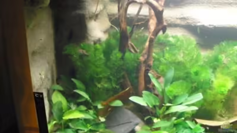 Aquarium Mein Aquarium von pary (2)