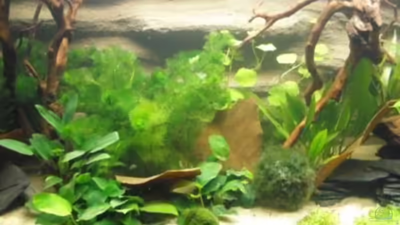 Aquarium Mein Aquarium von pary (3)