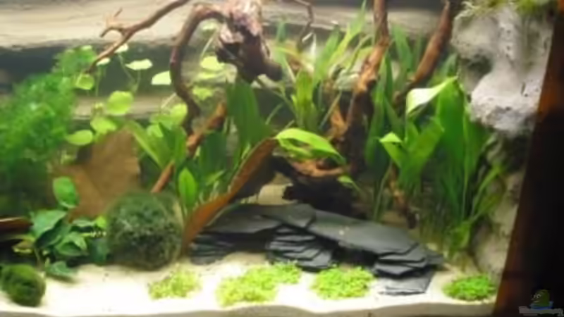 Aquarium Mein Aquarium von pary (4)
