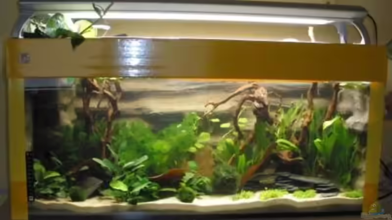 Aquarium Mein Aquarium von pary (5)
