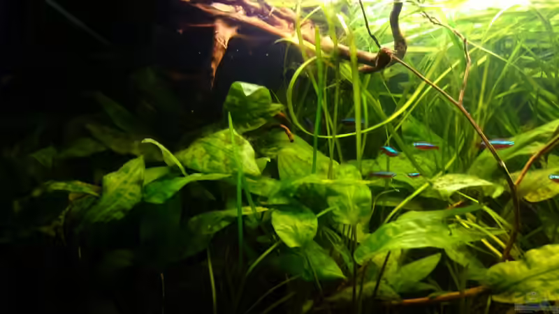Aquarium Mein Becken von Karim C (12)