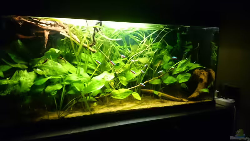 Aquarium Mein Becken von Karim C (13)