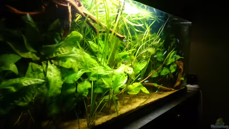 Aquarium Mein Becken von Karim C (16)