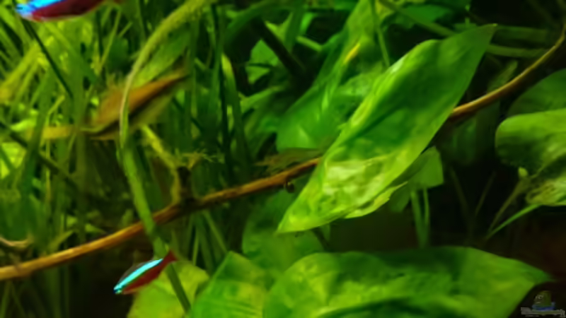 Aquarium Mein Becken von Karim C (17)