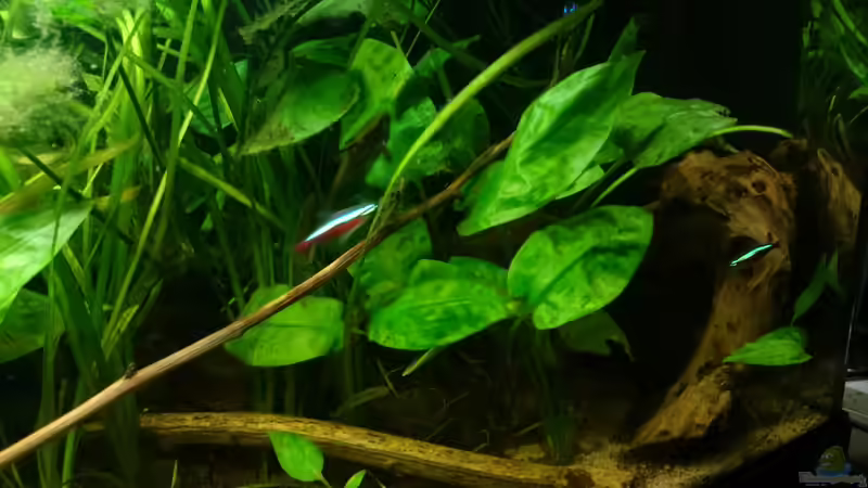 Aquarium Mein Becken von Karim C (19)