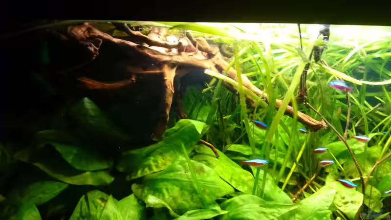 Aquarium Mein Becken von Karim C (20)