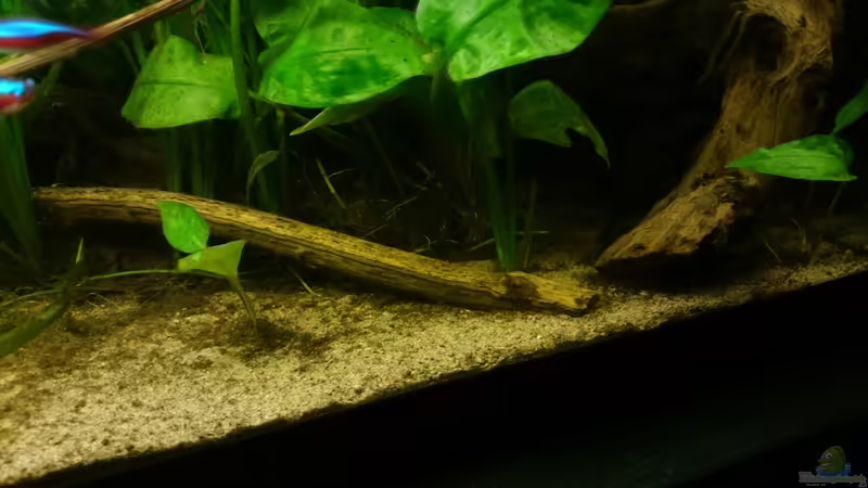 Aquarium Mein Becken von Karim C (21)