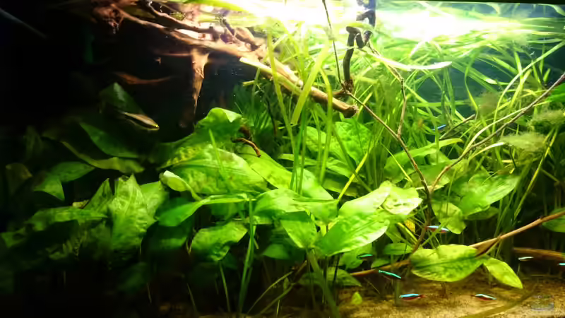 Aquarium Mein Becken von Karim C (23)