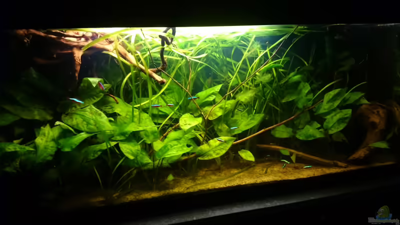 Aquarium Mein Becken von Karim C (9)