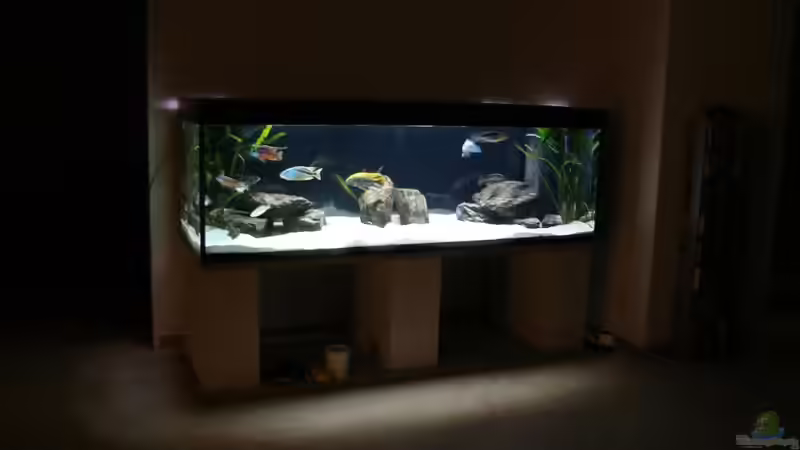 Aquarium Mein Becken von StefanZ (2)