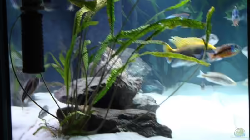 Aquarium Mein Becken von StefanZ (3)