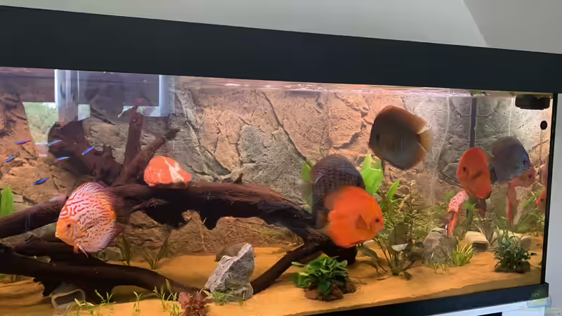 Aquarium Mein Discustraum von AquaAndy (3)