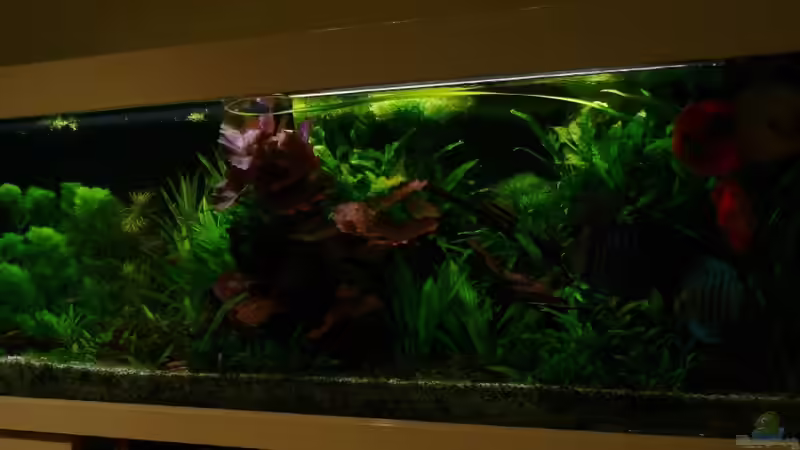 Aquarium Mein Diskusbecken (aufgelöst) von Der Nicky (18)