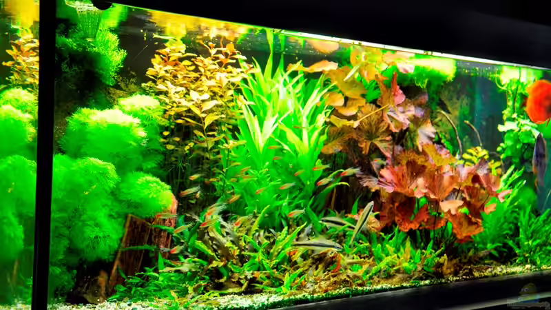 Aquarium Mein Diskusbecken (aufgelöst) von Der Nicky (2)