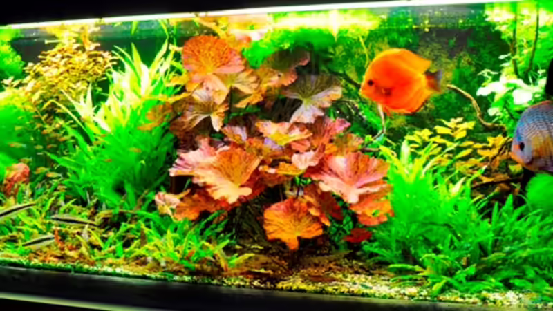 Aquarium Mein Diskusbecken (aufgelöst) von Der Nicky (3)