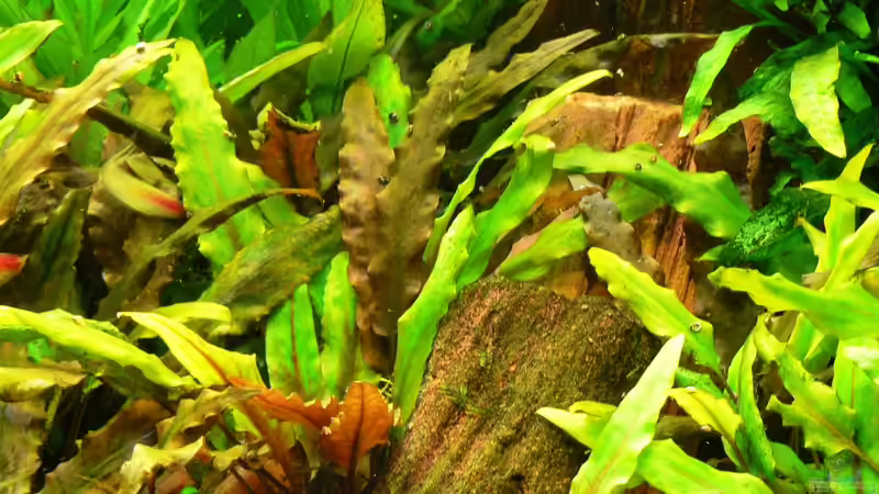 Aquarium Mein Diskusbecken (aufgelöst) von Der Nicky (6)