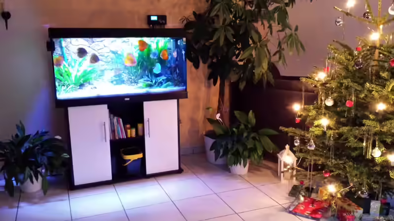 Aquarium Mein Diskusbecken von Sonja N. (16)