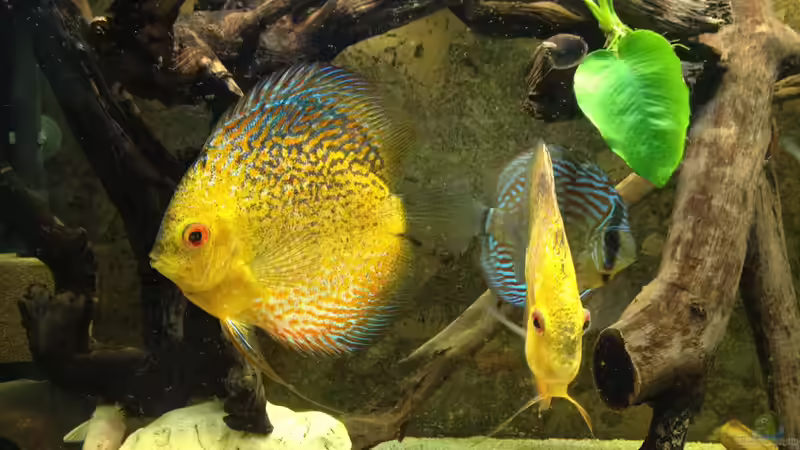 Aquarium Mein DISKUSTRAUM (aufgelöst) von Thomas S-H (14)