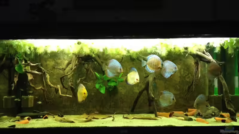 Aquarium Mein DISKUSTRAUM (aufgelöst) von Thomas S-H (18)