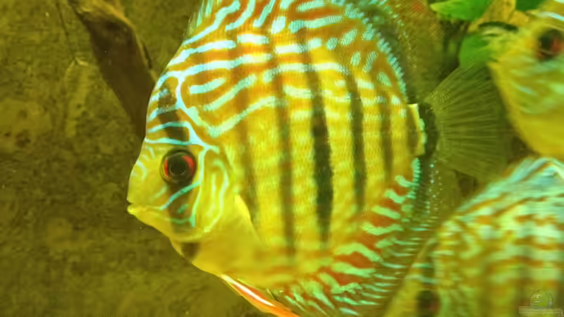 Aquarium Mein DISKUSTRAUM (aufgelöst) von Thomas S-H (22)