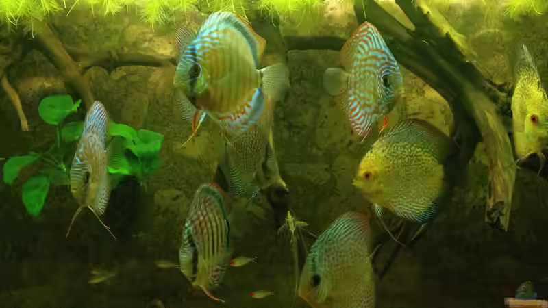 Aquarium Mein DISKUSTRAUM (aufgelöst) von Thomas S-H (24)