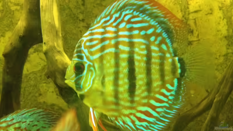 Aquarium Mein DISKUSTRAUM (aufgelöst) von Thomas S-H (25)