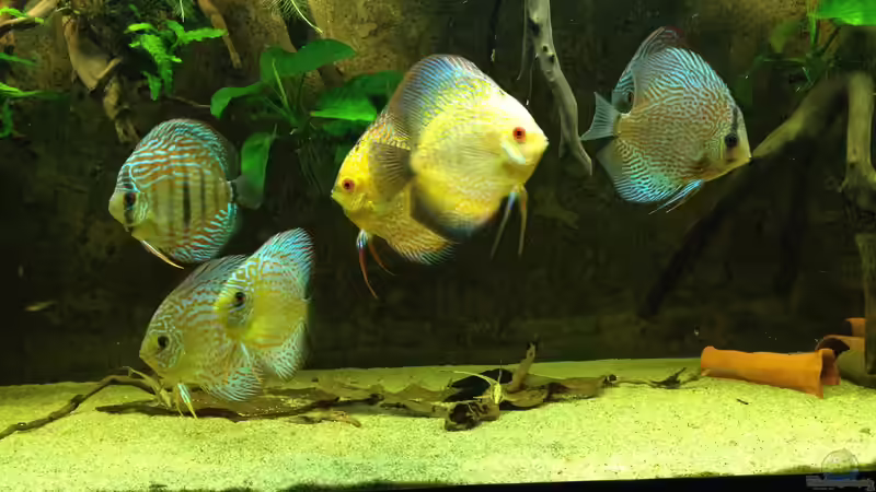 Aquarium Mein DISKUSTRAUM (aufgelöst) von Thomas S-H (38)