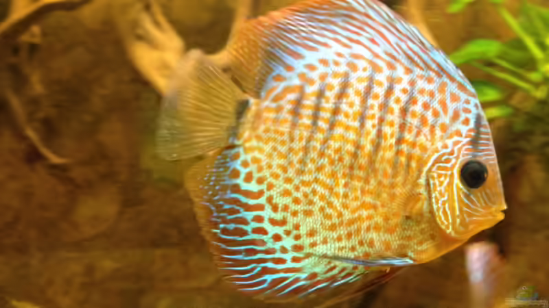 Aquarium Mein DISKUSTRAUM (aufgelöst) von Thomas S-H (5)