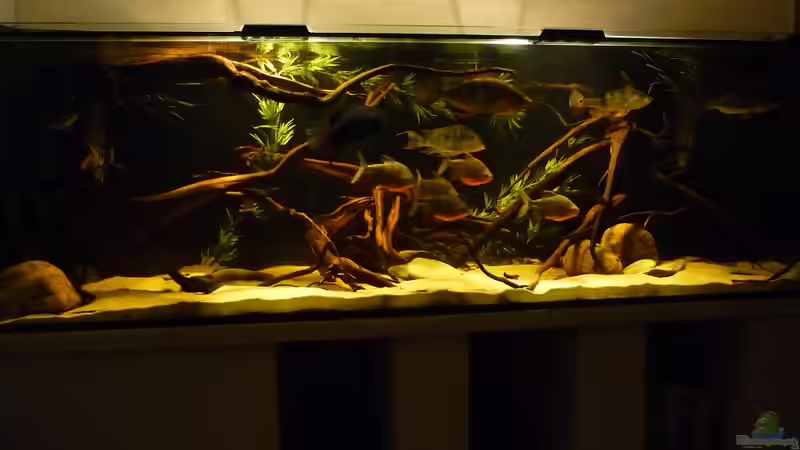 Aquarium Mein eigener Orinoco von Monoculus (3)