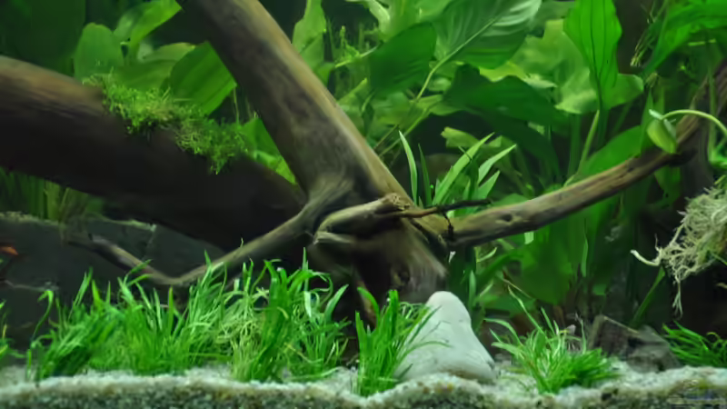 Aquarium Mein eigenes Stück Amazonas von Andy90 (12)