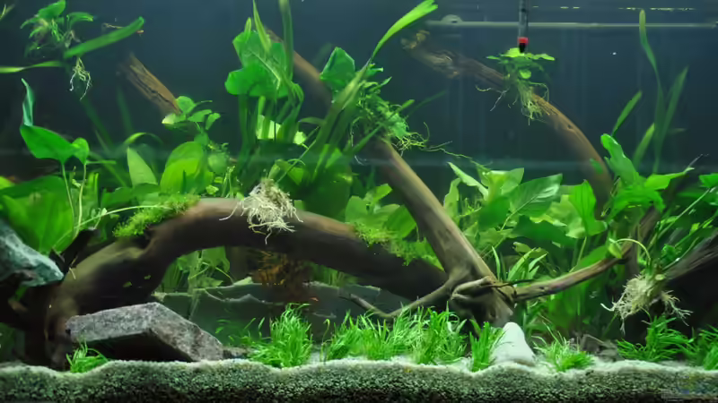 Aquarium Mein eigenes Stück Amazonas von Andy90 (6)