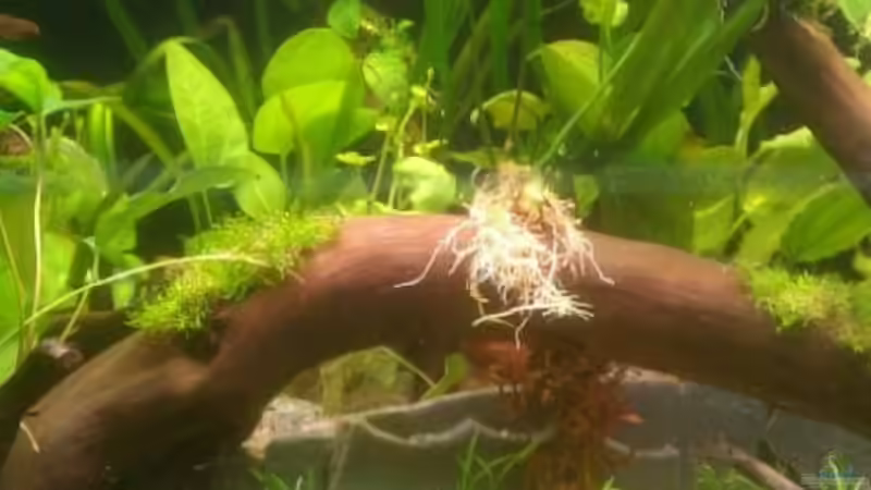 Aquarium Mein eigenes Stück Amazonas von Andy90 (9)