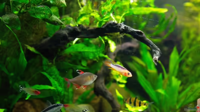 Aquarium mein eingebautes (AUFGELÖST) von Sarah (10)