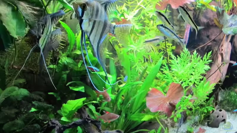 Aquarium mein eingebautes (AUFGELÖST) von Sarah (11)