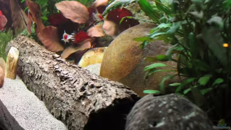 Aquarium mein eingebautes (AUFGELÖST) von Sarah (4)