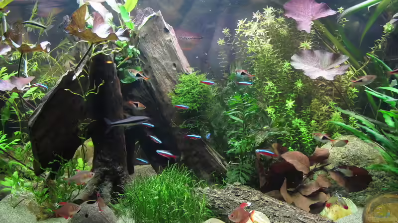 Aquarium mein eingebautes (AUFGELÖST) von Sarah (6)